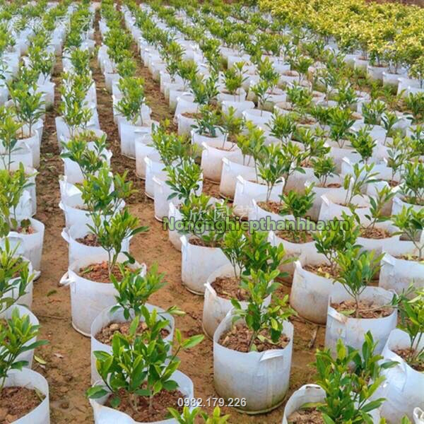 Chịu được lực kéo, nhờ kết cấu các sợi xơ liên kết với nhau, chịu được nhiệt độ mưa nắng khắc nghiệt ngoài trời