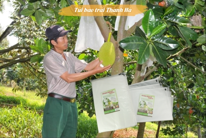 Túi bao trái Thanh Hà giúp bảo vệ trái Mít khỏi côn trùng gây hại