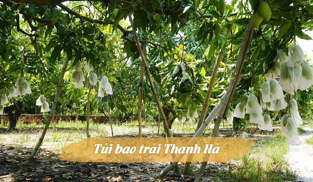 Túi bao trái Thanh Hà luôn nhận được sự tin tưởng của nhiều nhà vườn