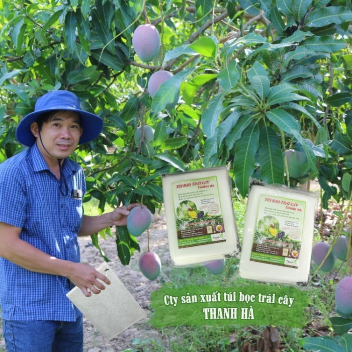 Túi bao trái Thanh Hà là phương pháp bảo vệ trái được nhiều nhà vườn áp dụng