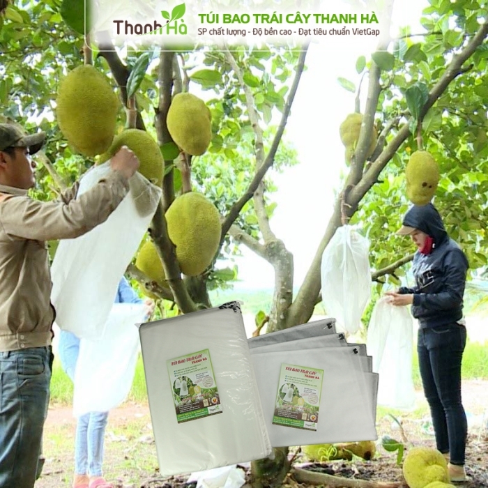 Nhà nông đang thực hiện kĩ thuật bao Mít bằng túi túi bao trái Thanh Hà