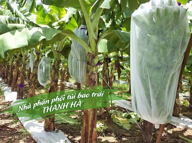 Túi được sử dụng để bọc Chuối rất hiệu quả